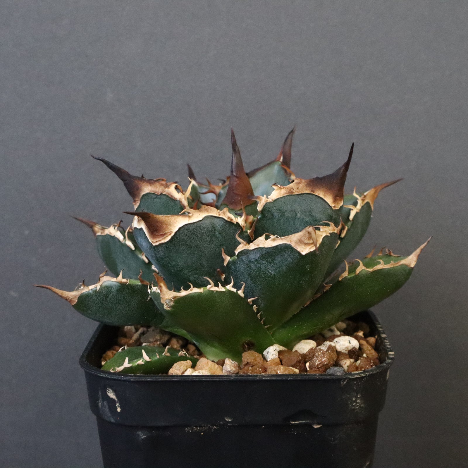 DRAGON AGAVE】アガベ 精品 緑犀牛 EC1317 – TaiShoDo ONLINE SHOP