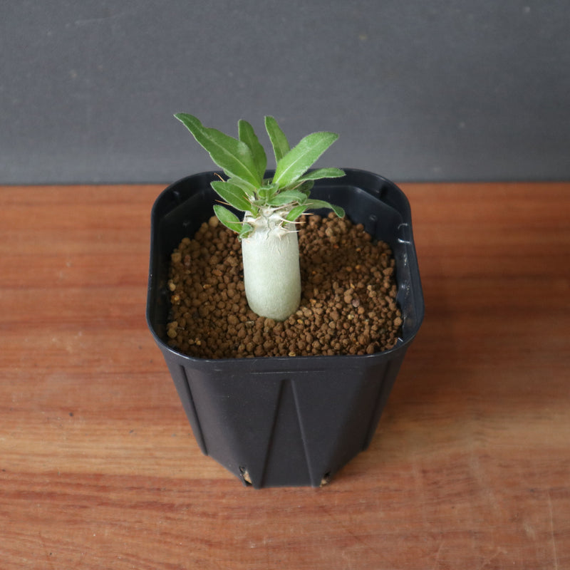 P.サンデルシー（実生）EC2910 – TaiShoDo ONLINE SHOP