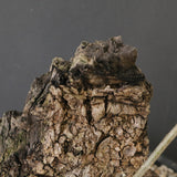 オールドオリーブ（古木）　EC2038