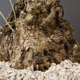 オールドオリーブ（古木）　EC2038