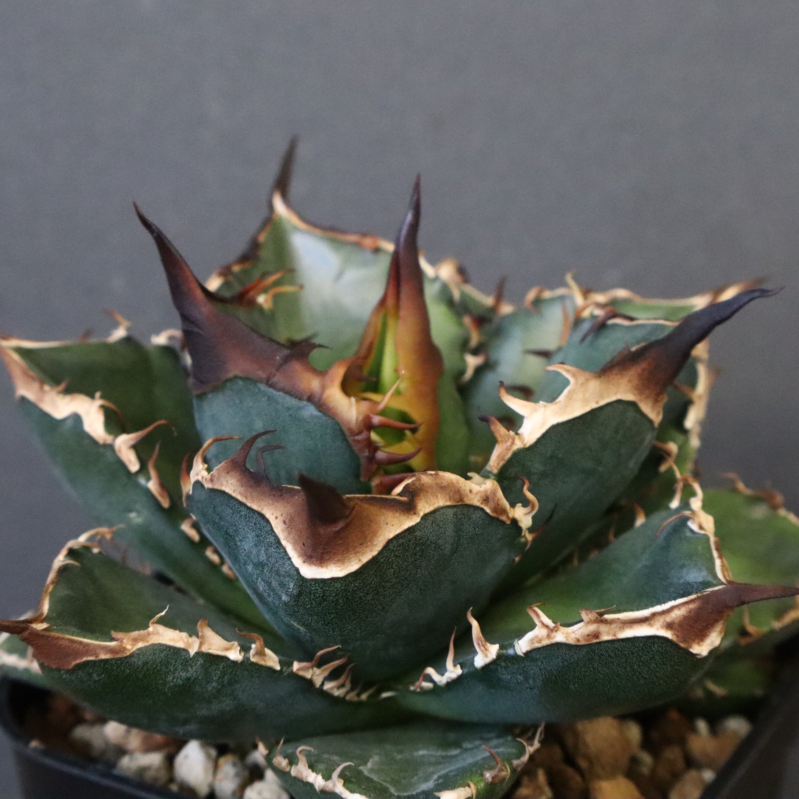 DRAGON AGAVE】アガベ 精品 緑犀牛 EC1317 – TaiShoDo ONLINE SHOP
