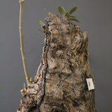 オールドオリーブ（古木）　EC2038