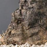 オールドオリーブ（古木）　EC2038