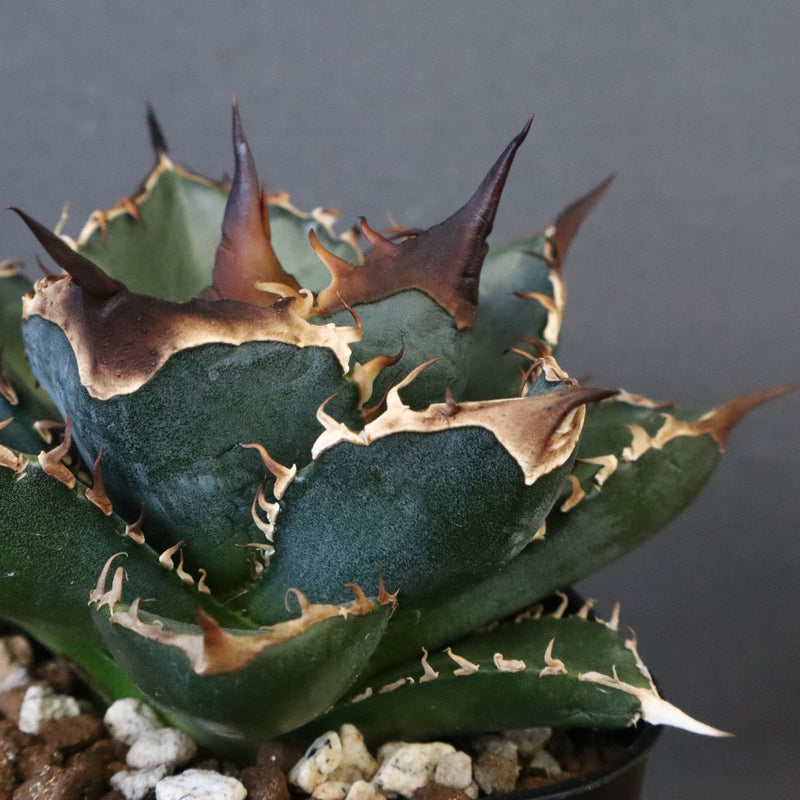 DRAGON AGAVE】アガベ 精品 緑犀牛 EC1317 – TaiShoDo ONLINE SHOP