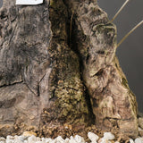 オールドオリーブ（古木）　EC2038