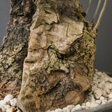 オールドオリーブ（古木）　EC2038