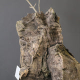 オールドオリーブ（古木）　EC2038