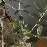 オールドオリーブ（古木）　EC2038