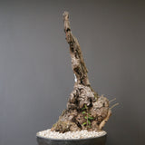 オールドオリーブ（古木）　EC2037