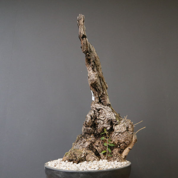 オールドオリーブ – TaiShoDo ONLINE SHOP
