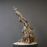 オールドオリーブ（古木）　EC2037