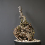 オールドオリーブ（古木）　EC2037