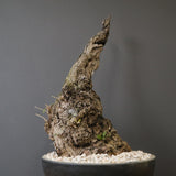 オールドオリーブ（古木）　EC2037