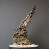 オールドオリーブ（古木）　EC2037