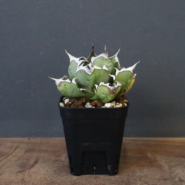 Dragon Agave – 2ページ目 – TaiShoDo ONLINE SHOP