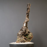 オールドオリーブ（古木）　EC2037