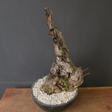 オールドオリーブ（古木）　EC2037