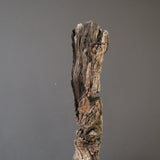 オールドオリーブ（古木）　EC2037