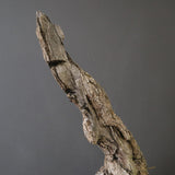 オールドオリーブ（古木）　EC2037