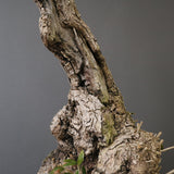 オールドオリーブ（古木）　EC2037