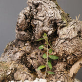 オールドオリーブ（古木）　EC2037