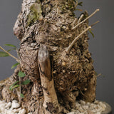 オールドオリーブ（古木）　EC2037