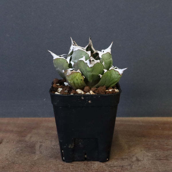 Dragon Agave – 2ページ目 – TaiShoDo ONLINE SHOP