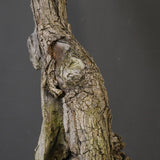 オールドオリーブ（古木）　EC2037