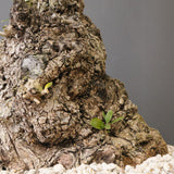 オールドオリーブ（古木）　EC2037