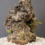 オールドオリーブ（古木）　EC2037