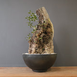 オールドオリーブ（古木）　EC2039