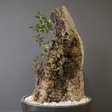 オールドオリーブ（古木）　EC2039