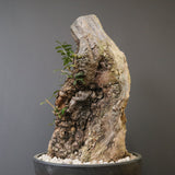 オールドオリーブ（古木）　EC2039