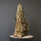 オールドオリーブ（古木）　EC2039