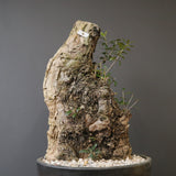 オールドオリーブ（古木）　EC2039