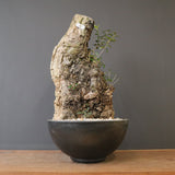 オールドオリーブ（古木）　EC2039