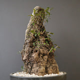 オールドオリーブ（古木）　EC2039