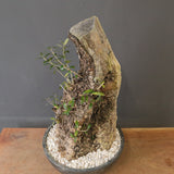 オールドオリーブ（古木）　EC2039