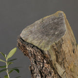 オールドオリーブ（古木）　EC2039