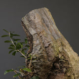 オールドオリーブ（古木）　EC2039