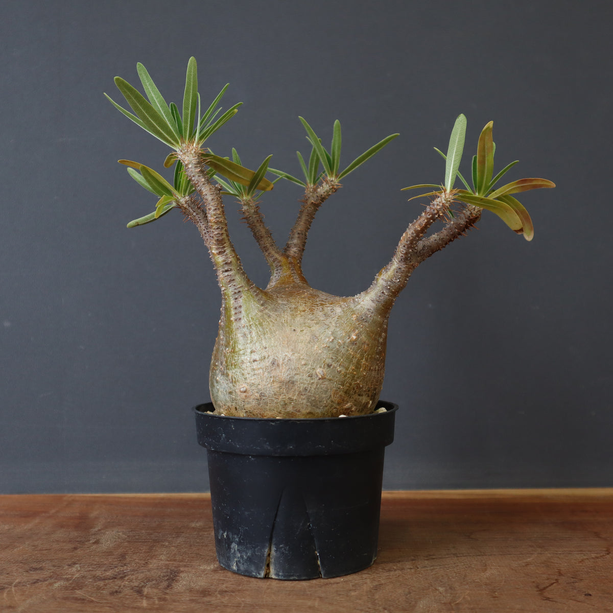 パキポディウム・グラキリス – TaiShoDo ONLINE SHOP