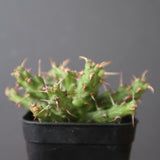 E.アクチノクラダ EC2888