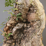 オールドオリーブ（古木）　EC2039