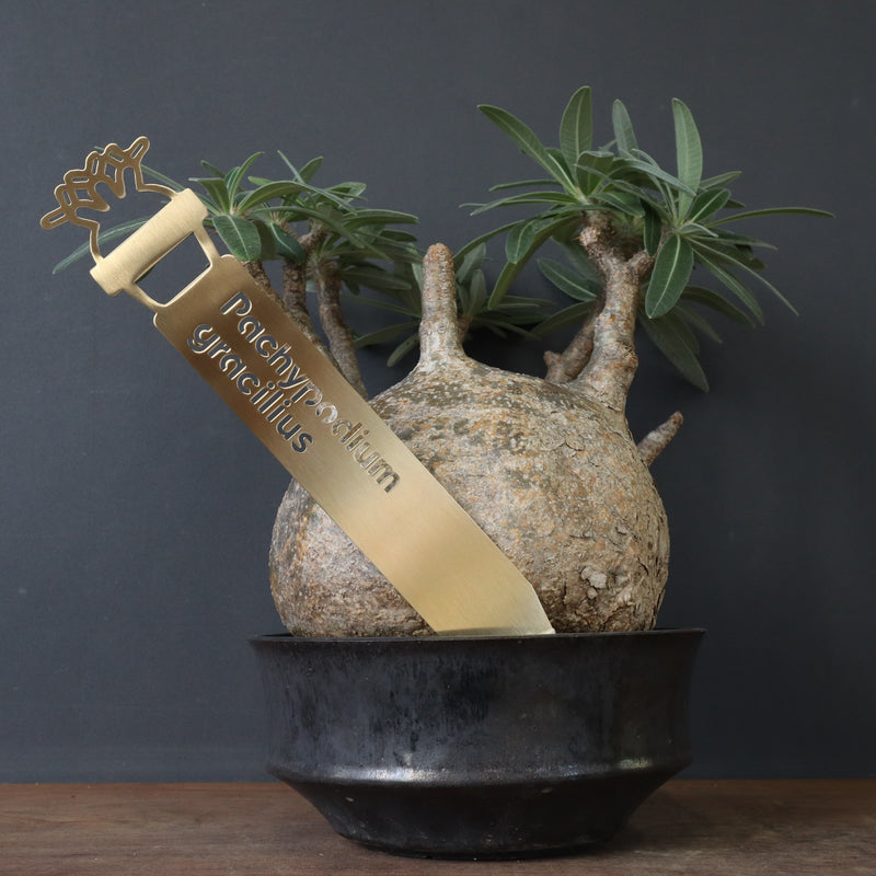 プランツタグ（ビッグサイズ）