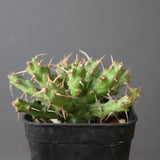E.アクチノクラダ EC2888