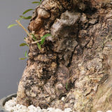 オールドオリーブ（古木）　EC2039