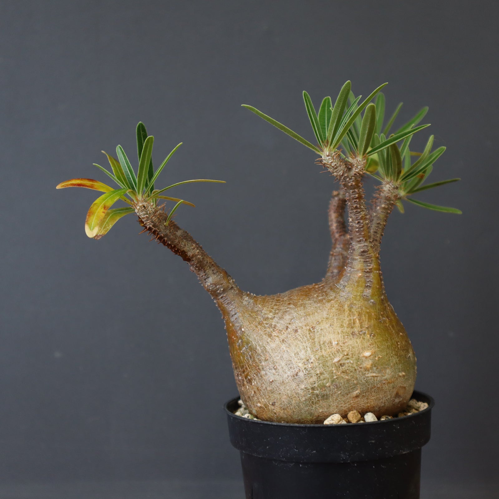パキポディウム・グラキリス⑦ Pachypodium Gracilius パキポディウム グラキリス №7 | mana