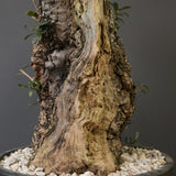 オールドオリーブ（古木）　EC2039