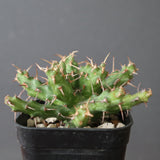 E.アクチノクラダ EC2888