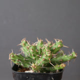 E.アクチノクラダ EC2888